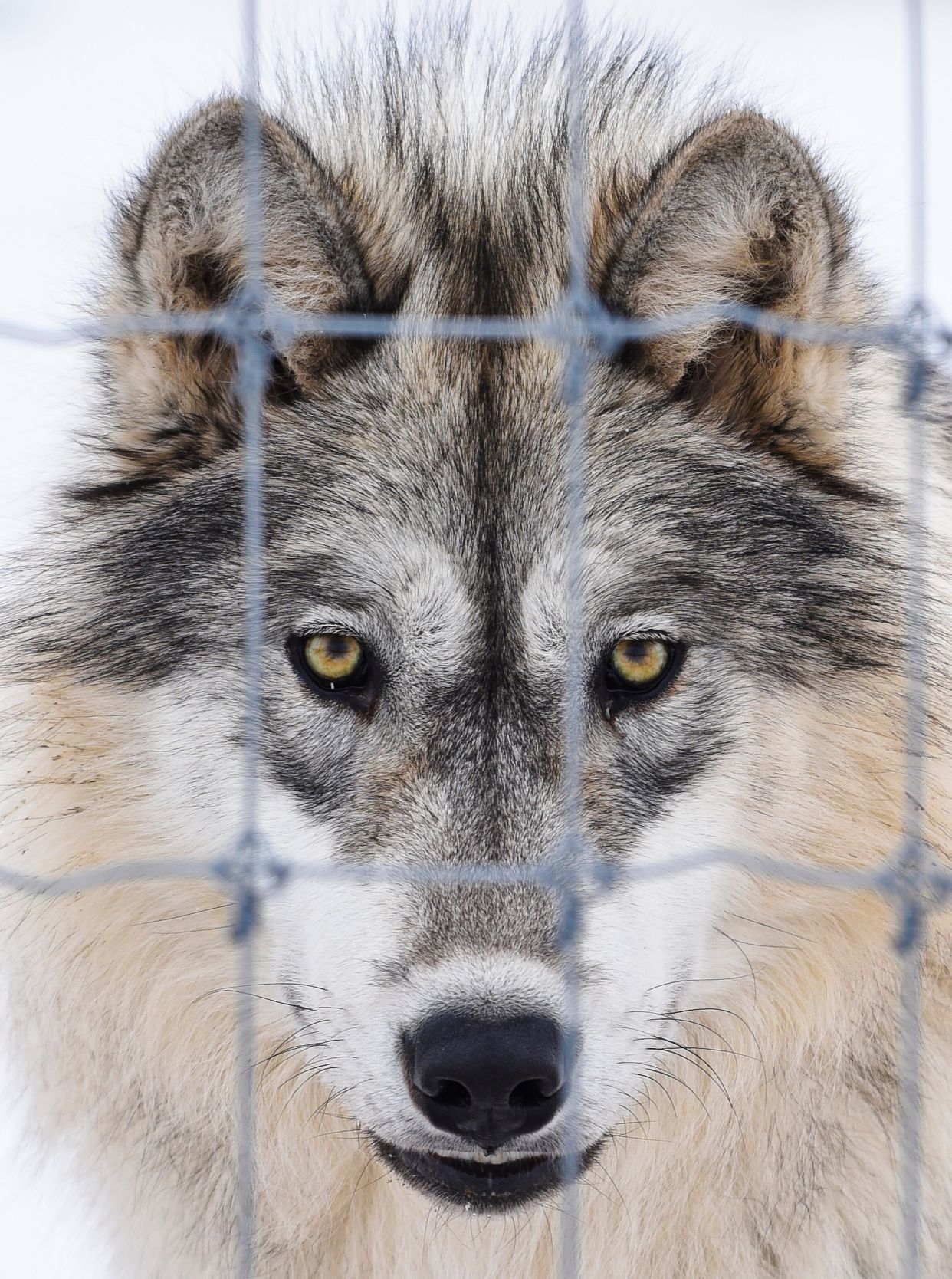 Wolf